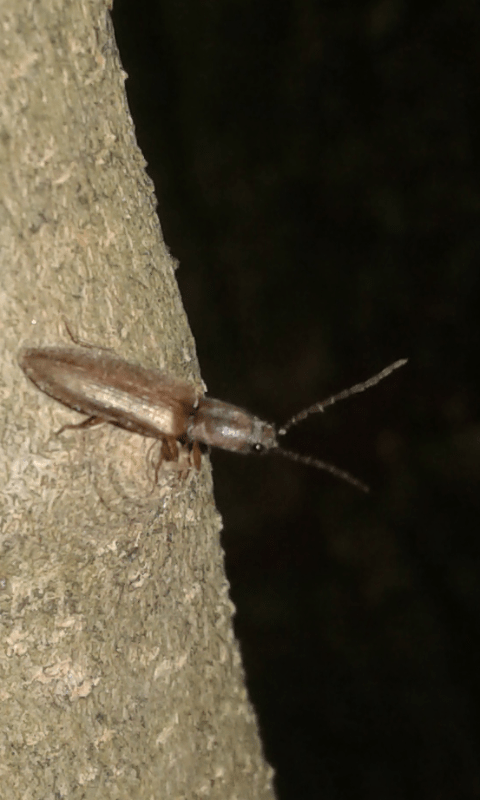 Elateridae : Synaptus filiformis? No, Athous gr. bicolor